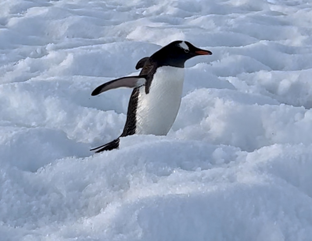 Danco Island Penguins and Humpbacks&nbsp;🇦🇶
