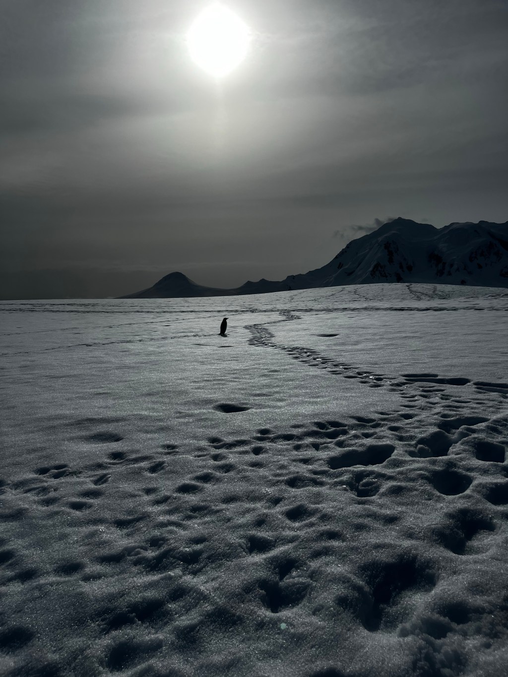 Useful Island Gentoo Penguin Videos from Jan. 3, 2023&nbsp;🇦🇶