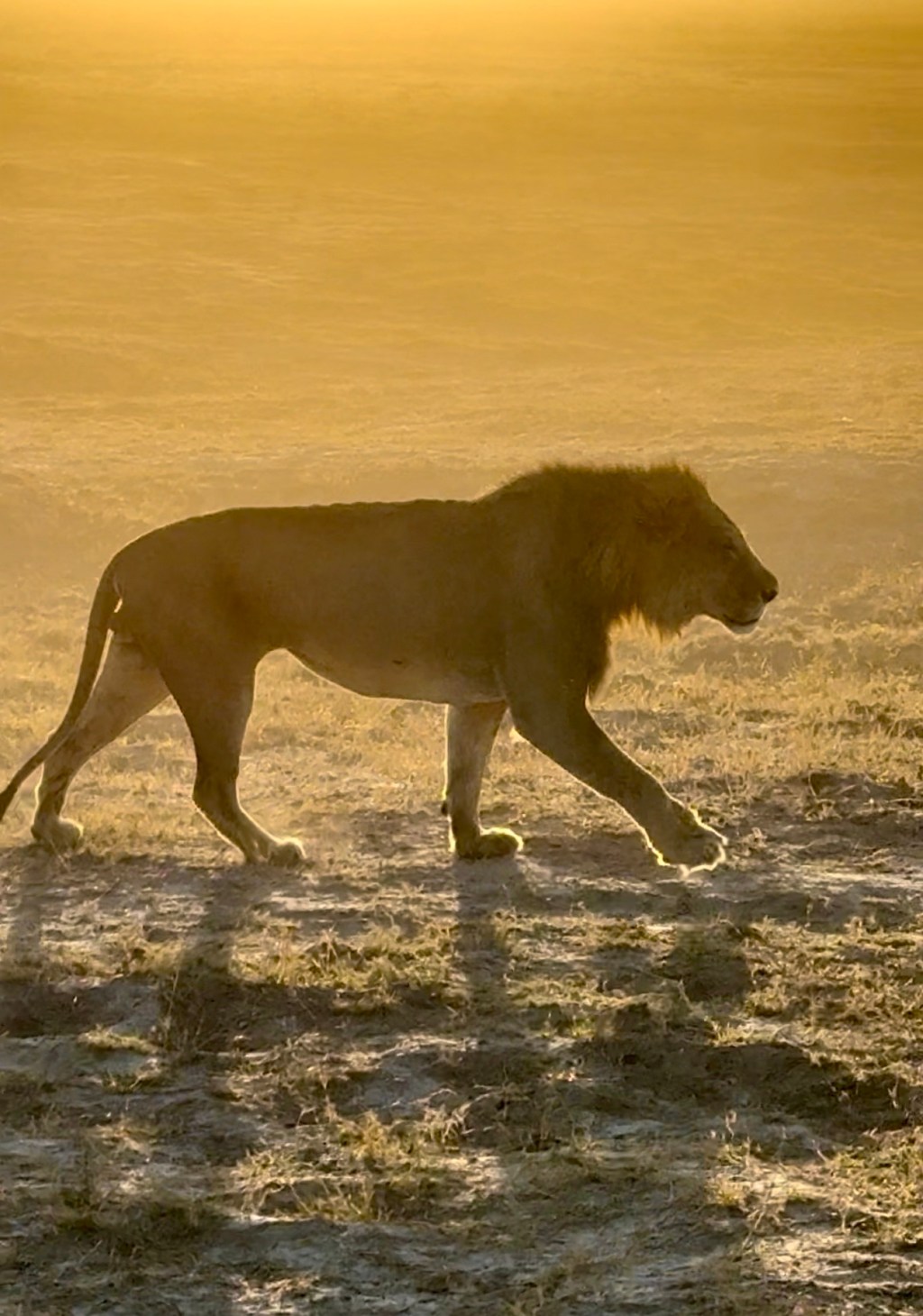 A morning in Chobe National Park to&nbsp;remember