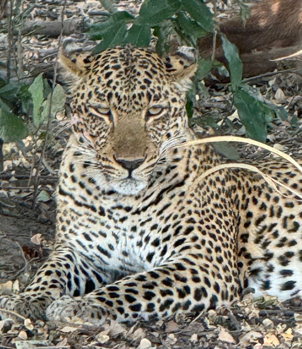 South Luangwa National Park – Day 3, Zambia (July 11, 2024)